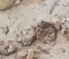 Jasad Bayi Membusuk Ditemukan di Pantai