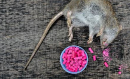 Menantu Jadi Tersangka 'Sate Maut' di Boyolali, Makanan Dicampur Racun Tikus
