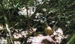 Kerangka Manusia Ditemukan di Bukit Buliide, Diduga Lansia yang Hilang