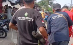 Maling Motor Terjatuh lalu Dihajar Massa