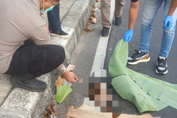 Sempat Bikin Geger, Temuan yang Diduga Jasad Bayi di Flyover Tanah Baru Depok Ternyata Kucing
