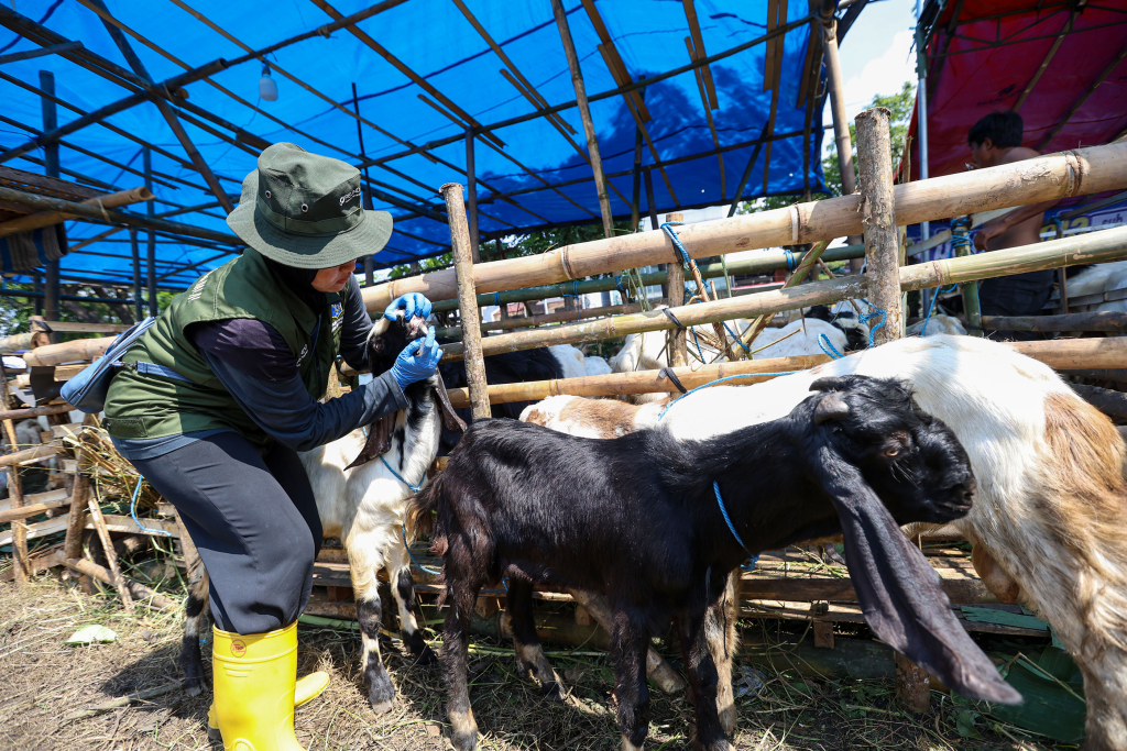 Pemkot Surabaya Gandeng Pelindo dan Pusvetma Perketat Pengawasan Hewan Kurban, 61 Lapak Sudah Diperiksa