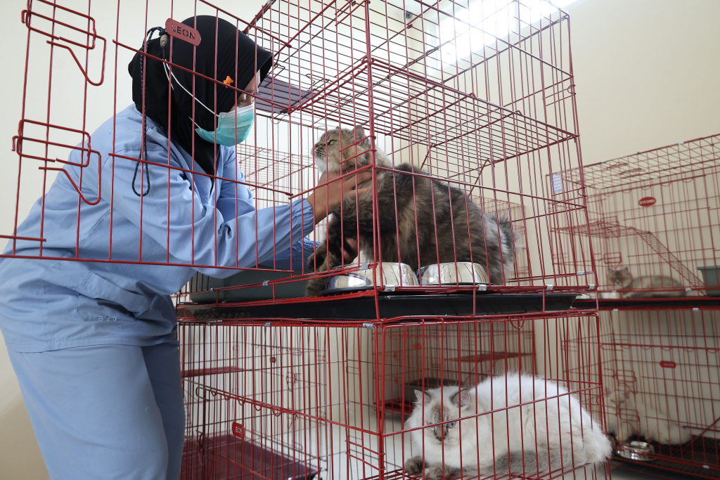Sterilisasi Gratis Jadi Kado Ulang Tahun Surabaya ke-733, DKPP Siapkan Kuota 100 Kucing Lokal
